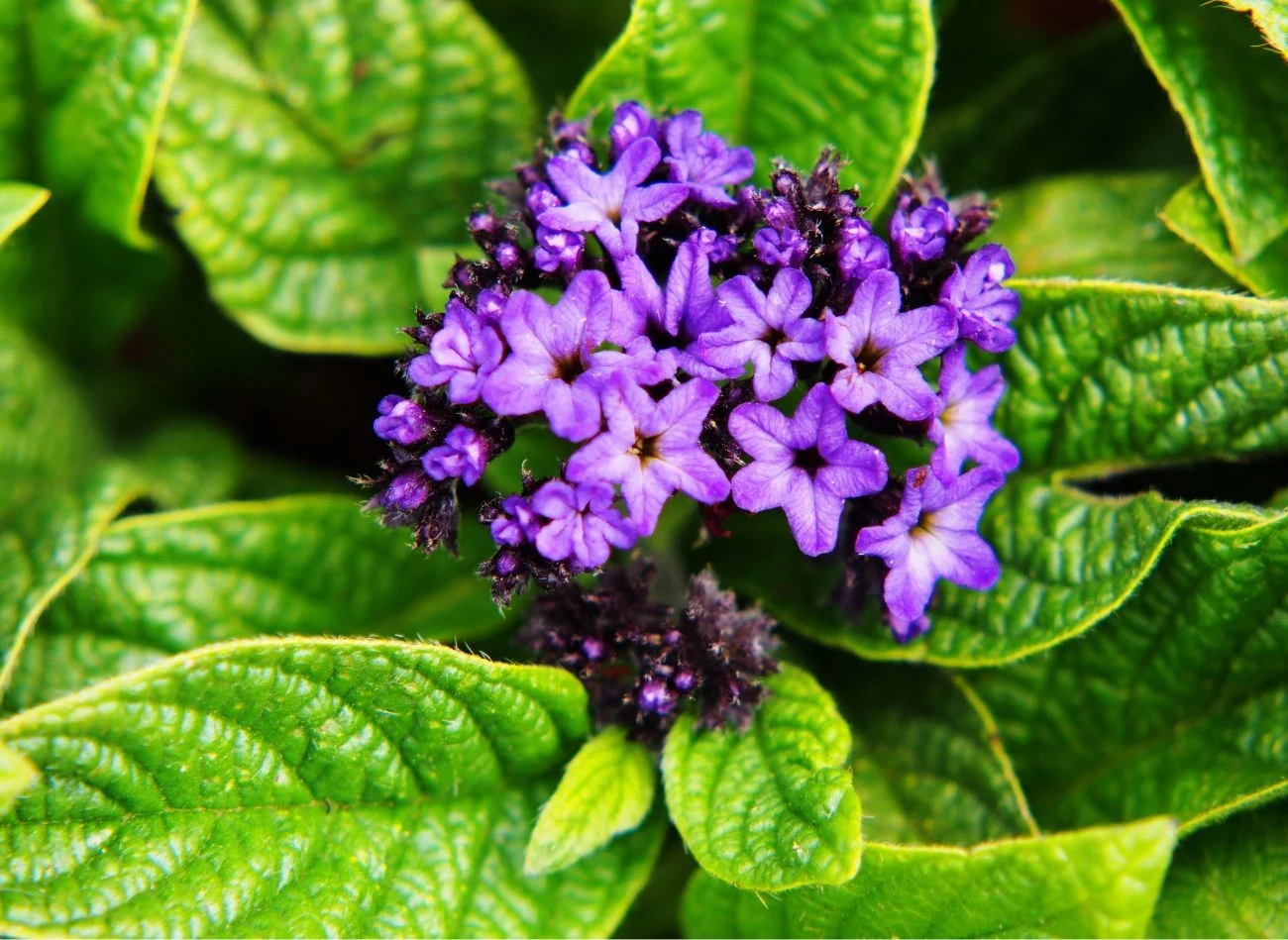 Heliotrop peruwiański wydziela przyjemną, waniliową woń