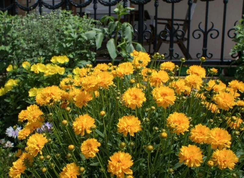 Nachyłek wielkokwiatowy wytwarza pełne lub półpełne kwiaty