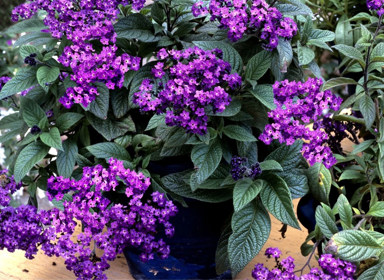 Heliotrop wyjątkowo korzystnie prezentuje się w donicy