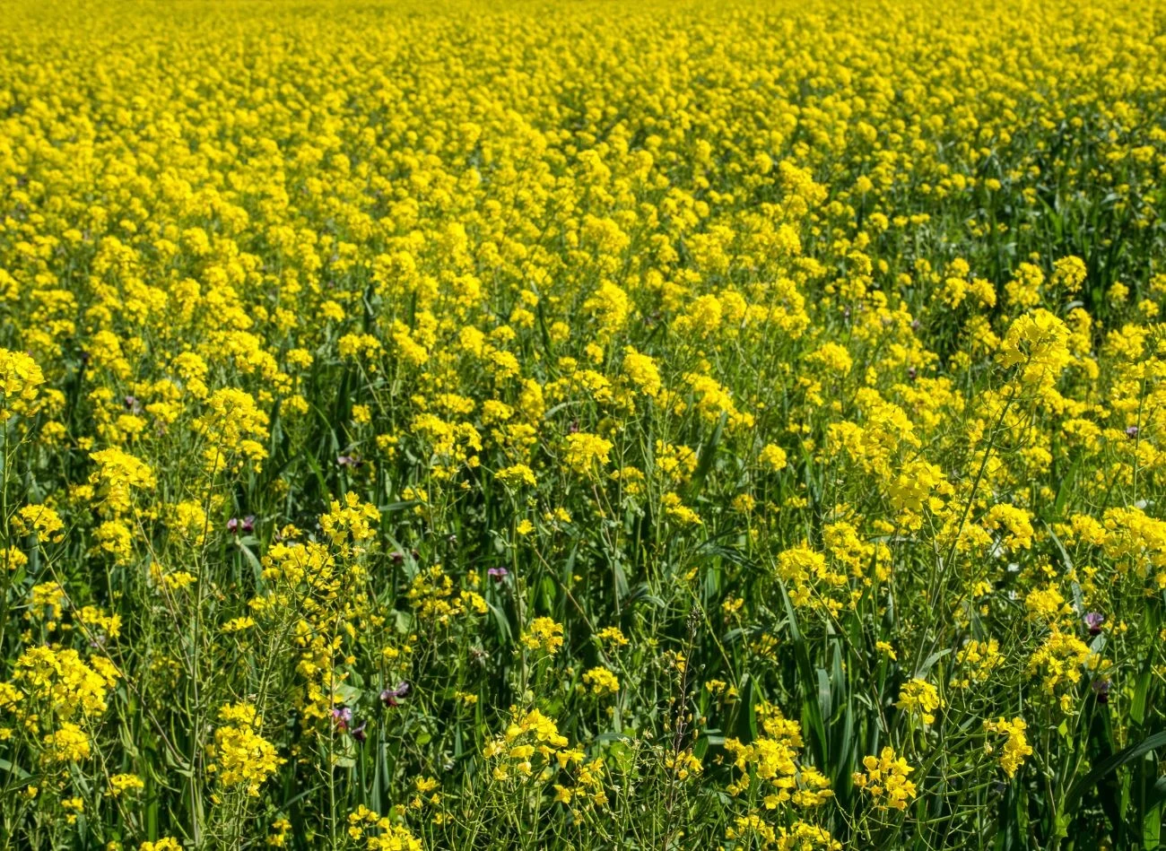 Gorczyca jest bardzo dobra roślina dosiewu na poplon po ogórkach