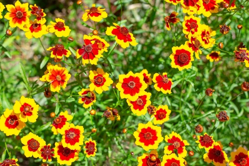 Nachyłki są dostępne w licznych gatunkach i odmianach, które różnią się m