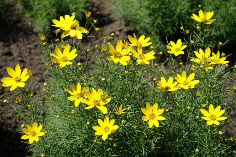 Nachyłek uwielbia słońce, ale nie znosi przelewania
