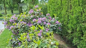 Różaneczniki najlepiej sadzić jesienią. Jak to zrobić, żeby się przyjęły./Deccoria.pl