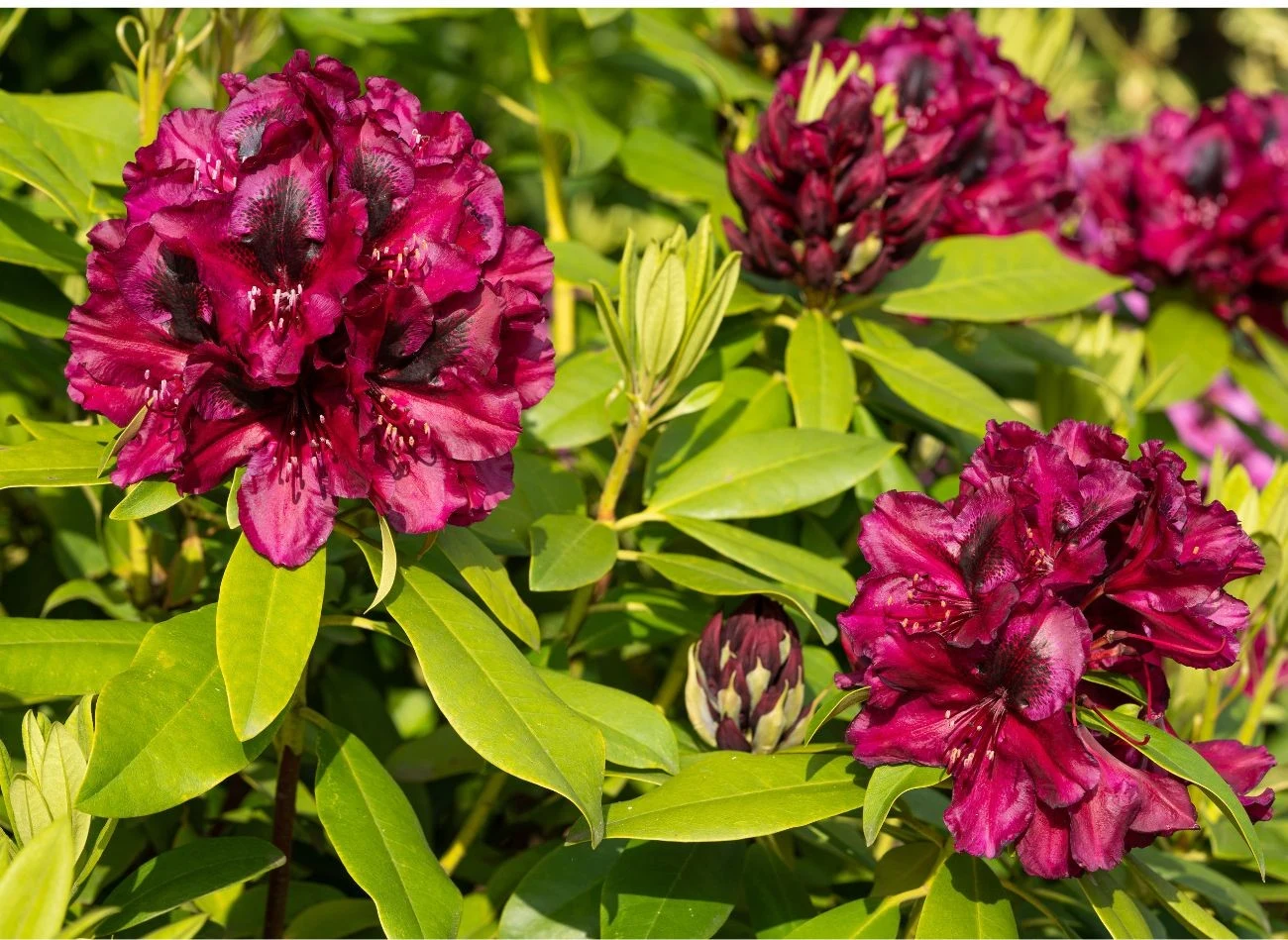 Różaneczniki lubią kwaśne podłoże, trzeba o tym pamiętać podczas sadzenia