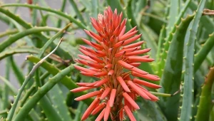 Jesteś miłośnikiem kwiatów, ale brak ci doświadczenia? Na początek uprawy wybierz rośliny doniczkowe rzadko atakowane przez szkodniki - tych 5 propozycji ułatwi ci zadanie. Niektóre są naprawdę oryginalne.