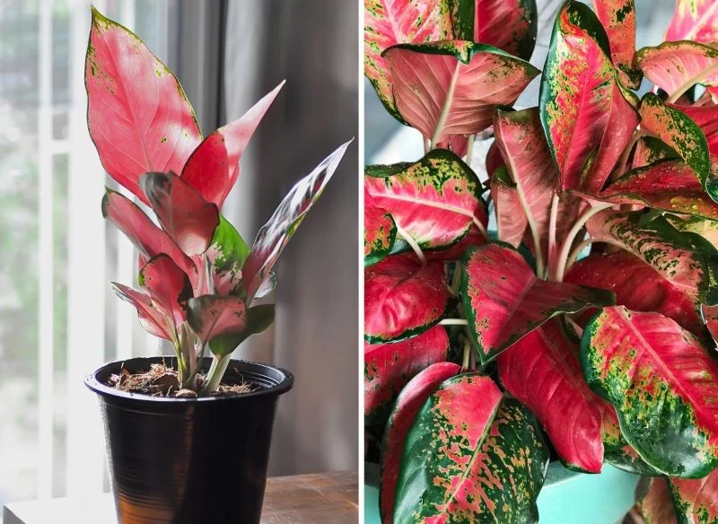 Jej barwne ulistnienie będzie oryginalną dekoracją