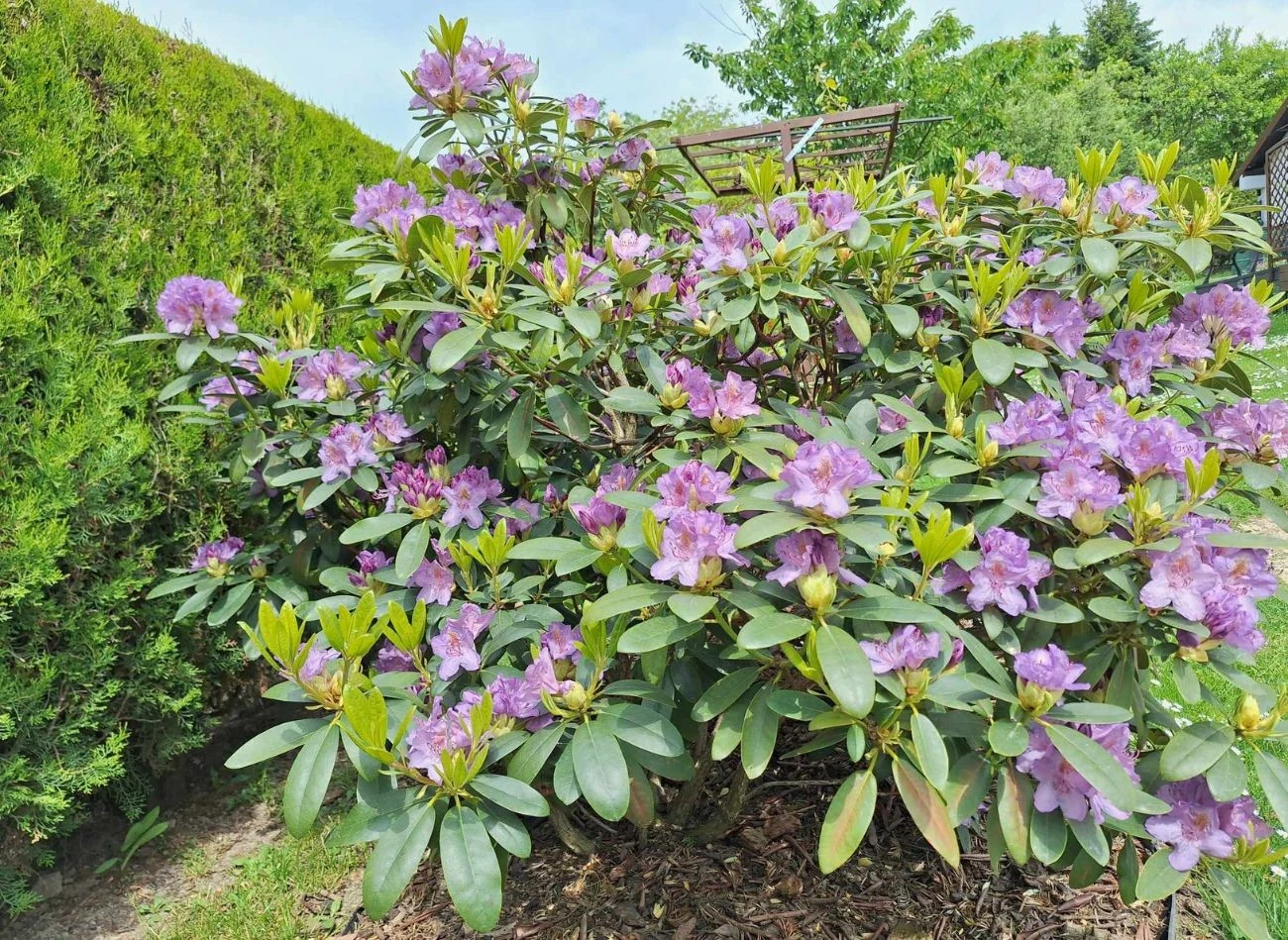 Różaneczniki warto posadzić obok drzew i krzewów iglastych