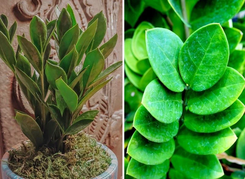 Zamiokulkas w dobrych warunkach mocno się rozrasta