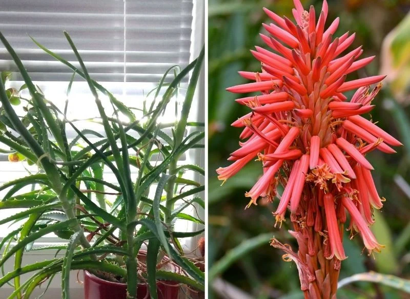 Aloes drzewiasty to jedna z tych roślin "szkodnikoodpornych", która przyciąga spojrzenia