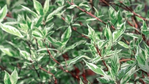 Charakterystyczne czerwone pędy derenia pojawiają się już jesienią.