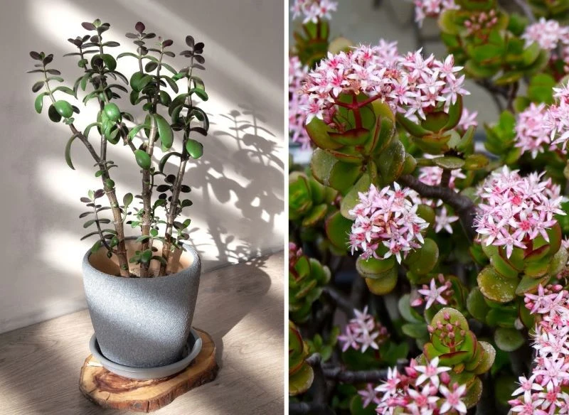 Grubosz rośnie tak, jak go poprowadzisz, a gdy mu dobrze, wypuszcza masę gwiazdeczkowatych kwiatów