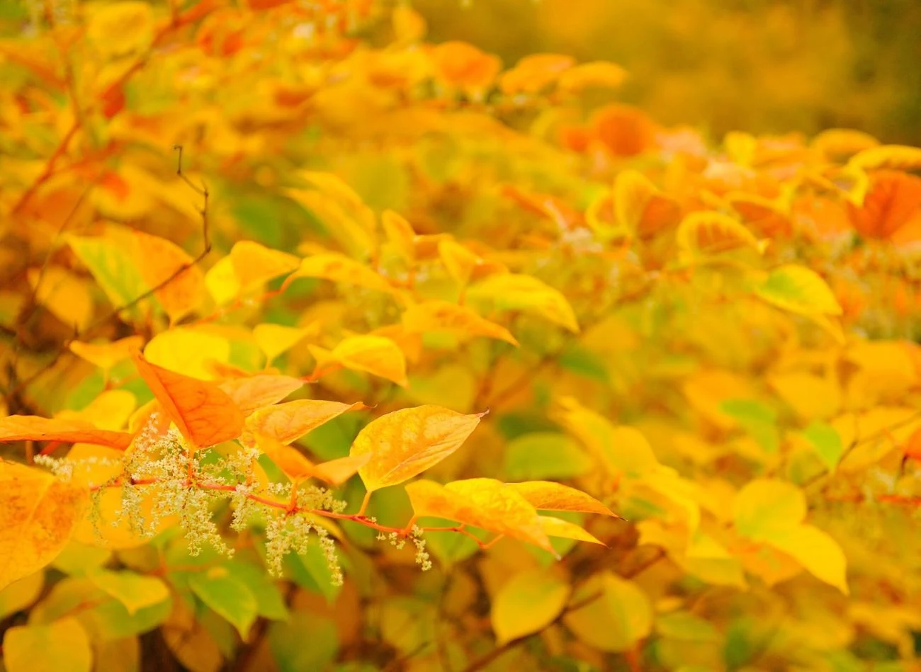 Dereń biały występuje w kilku ciekawych odmianach