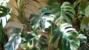 Uprawa hydroponiczna to świetna alternatywa dla uprawy roślin w ziemi.