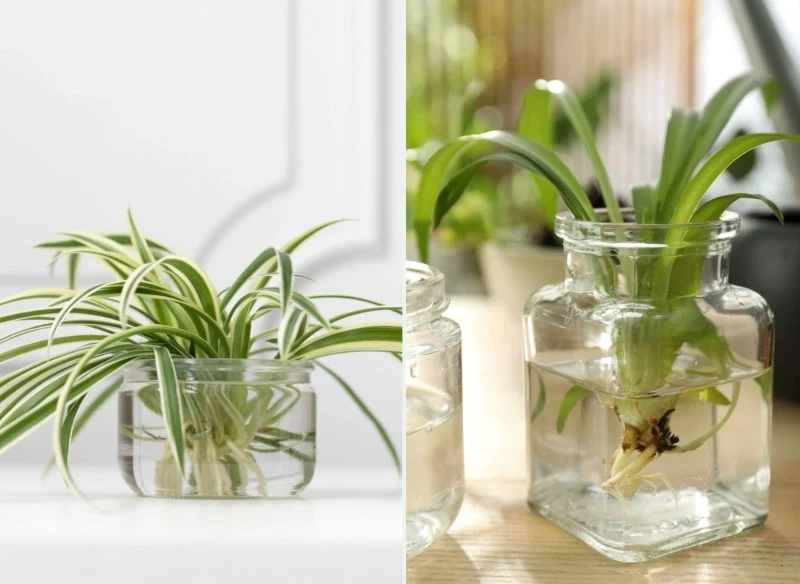 Dzięki uprawie w wodzie rośliny mają lepszy dostęp do składników odżywczych