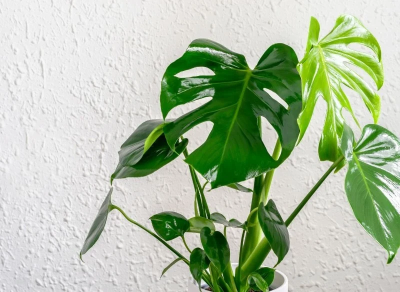 Do uprawy w wodzie bardzo dobrze nadają się m