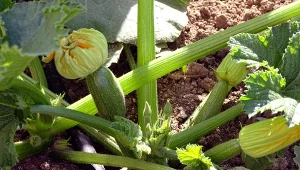 Wyjaśniamy, jak odmłodzić cukinię i przedłużyć zbiory.