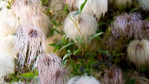 Powojnik tangucki dopiero po przekwitnięciu odkrywa cały swój urok.