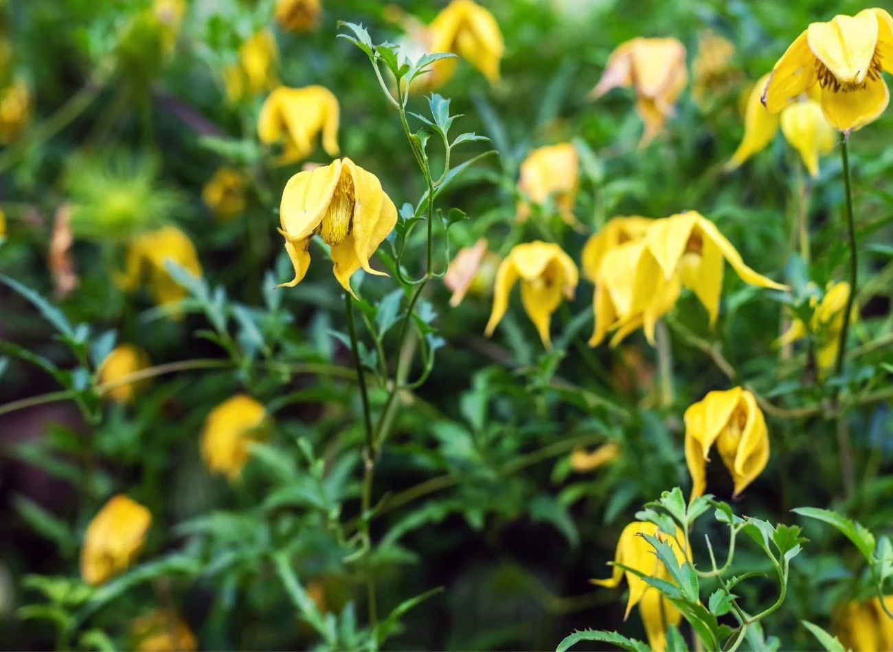 Powojnik tangucki pokrywa się żółtymi kwiatami już w czerwcu