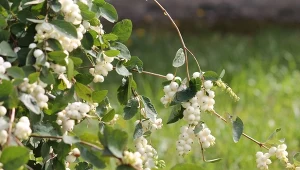 Najpiękniejsze odmiany śnieguliczki zasypią ogród białymi koralami. Są dekoracyjne latem, gdy kwitnie i zimą, gdy pędy uginają się od ozdobnych owoców. Przyciągnie owady i ptaki.
