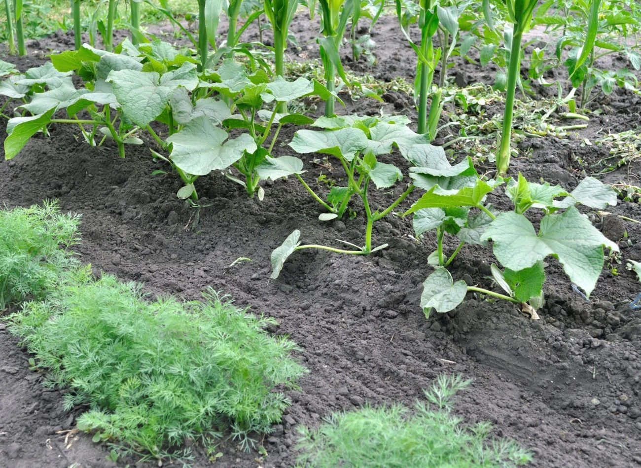 Kompost to najlepszy naturalny nawóz do uprawy warzyw, owoców i kwiatów