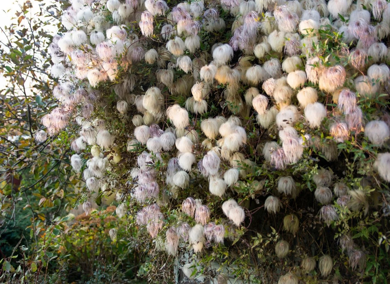 Siwe pompony to znak rozpoznawczy powojnika tanguckiego