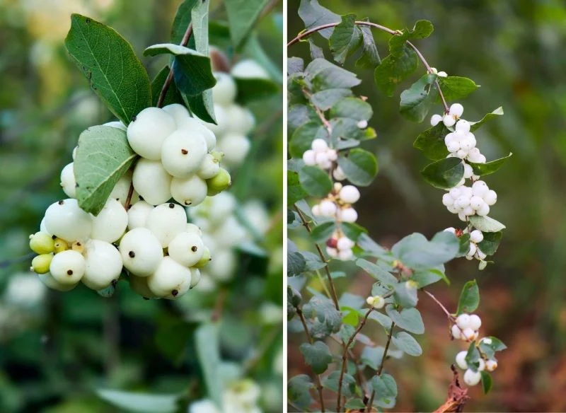 W zależności od wybranej odmiany owoce śnieguliczki będą białe, kremowe, jasnoróżowe lub purpurowoczerwone