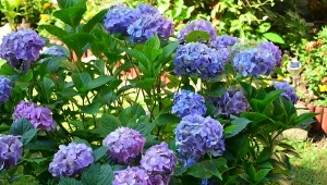 Wyjaśniamy, jak pielęgnować hortensje, aby kwitły do przymrozków.