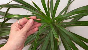 Jeśli końcówki draceny usychają, zrób prosty nawóz. Szybko odzyska dawny wygląd.