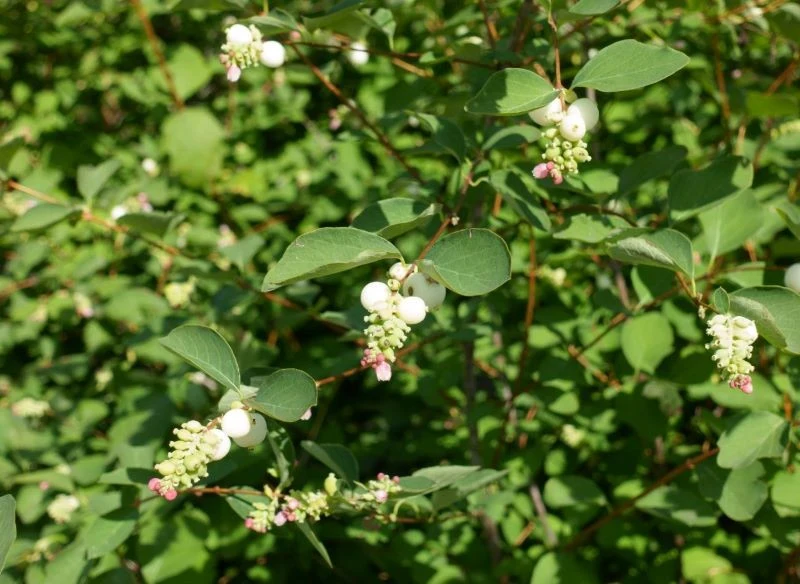 Roślina potrafi bardzo gęsto się rozrastać
