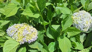 Kompost i ściółka z szyszek to najlepsze coś można dać hortensji pod koniec lata i jesienią./Deccoria