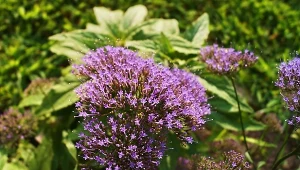 Wybarwiona na liliowy odcień fioletu trachelia błękitna na rabatę i do bukietu nadaje się wprost doskonale. Jest jak lekka mgiełka, puszysty pompon, który dodaje naturalności każdej kompozycji.