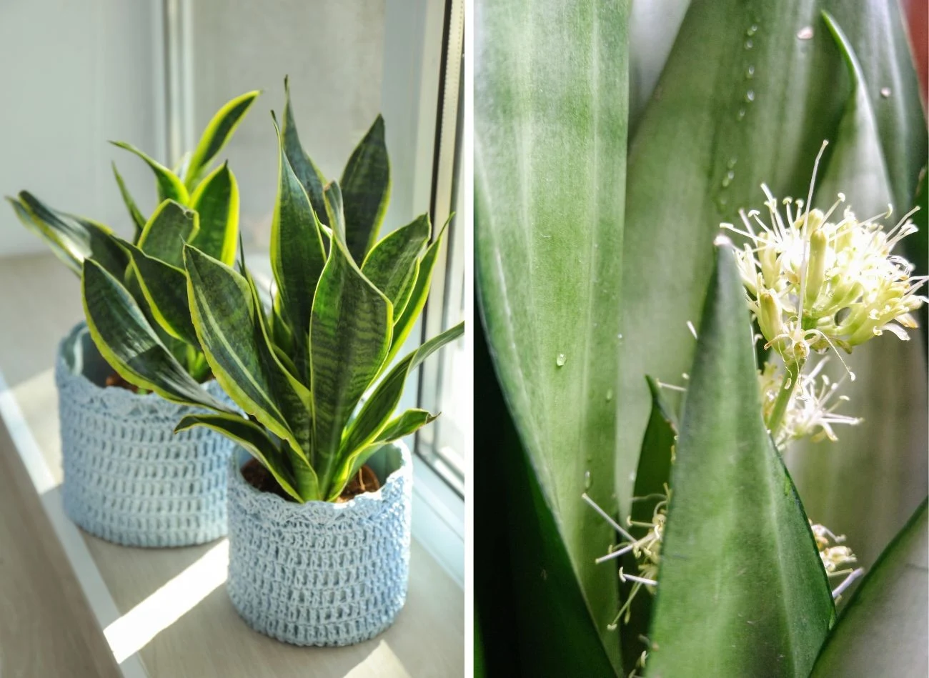 Kwitnienie sansewierii to niekoniecznie dobry objaw