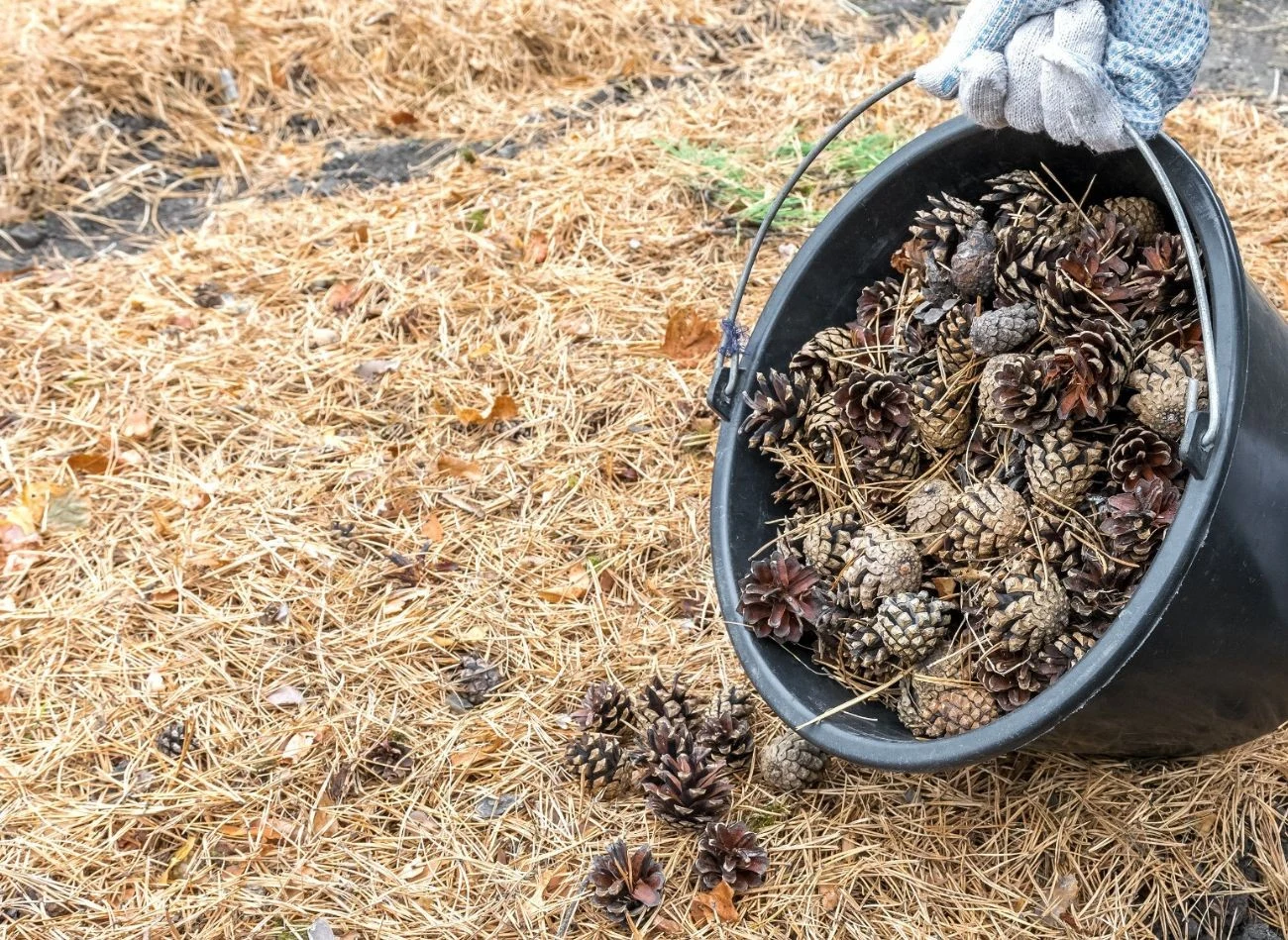 Szyszki idealnie nadają się do ściółkowania rabat, klombów i grządek z roślinami kwasolubnymi
