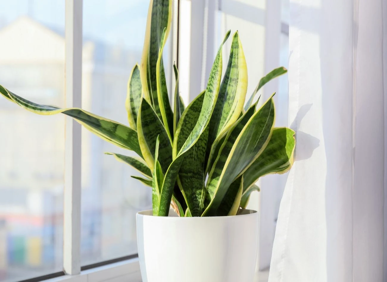 Dzięki odżywce z czosnku nawet najbardziej osłabiona sansewieria odżyje