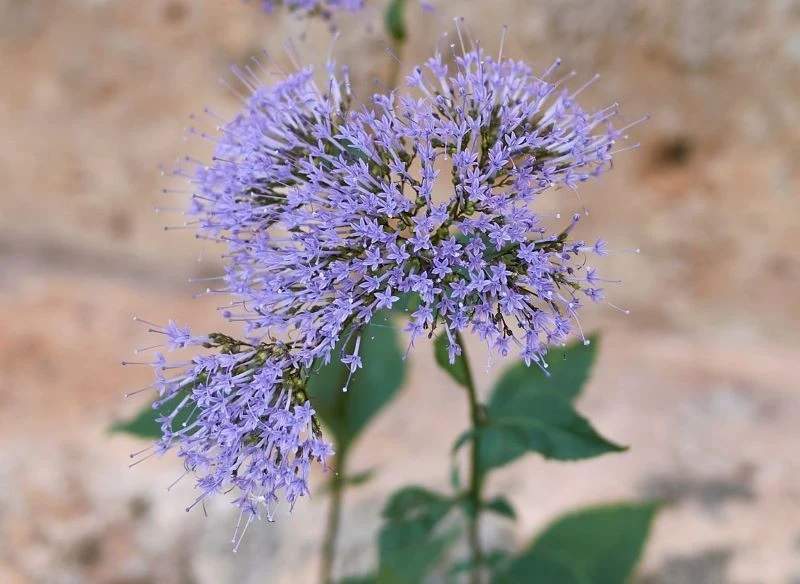 Z wykształconych, pełnych podbaldachów możesz zebrać nasiona