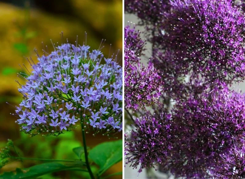 Zdecyduj, który kolor trachelii najbardziej ci odpowiada