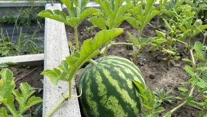 Sprawdź, jakie są największe błędy w uprawie arbuzów./Deccoria.pl
