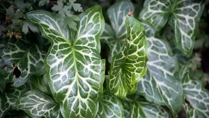 Obrazek włoski (Arum italicum) – unikatowy kwiat na rabatę