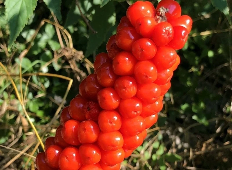 W drugiej połowie lata kwiaty obrazków włoskich przekształcają się w dekoracyjne owocostany