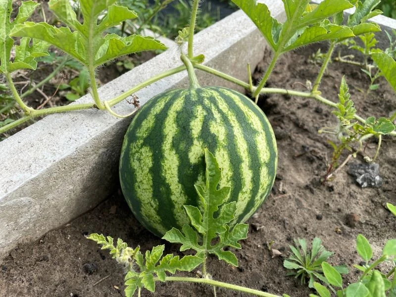 Uprawa arbuzów uda się tylko na słonecznym stanowisku