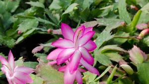 Mało kto w sierpniu myśli o tym, jak pielęgnować grudnik. Interesujemy się nim zwykle później, gdy za oknami zaczyna dominować jesienna szaruga. To błąd, roślina wymaga uwagi już teraz.