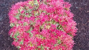 Trzemielina oskrzydlona to krzew, który jesienią wygląda spektakularnie.