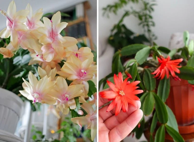 Kwitnienie to proces, który u grudników potrafi trwać bardzo długo