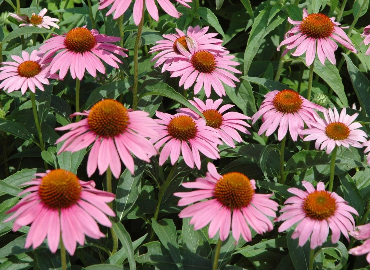 Jeżówka jest cenioną w ziołolecznicywie rośliną