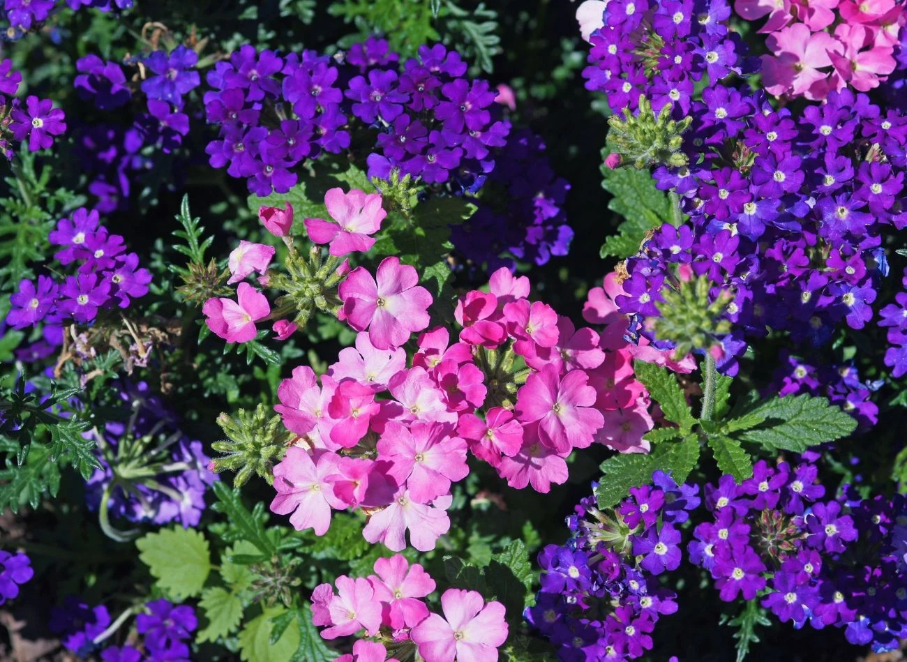 Werbena patagońska najlepiej czuje się na słonecznych stanowiskach.