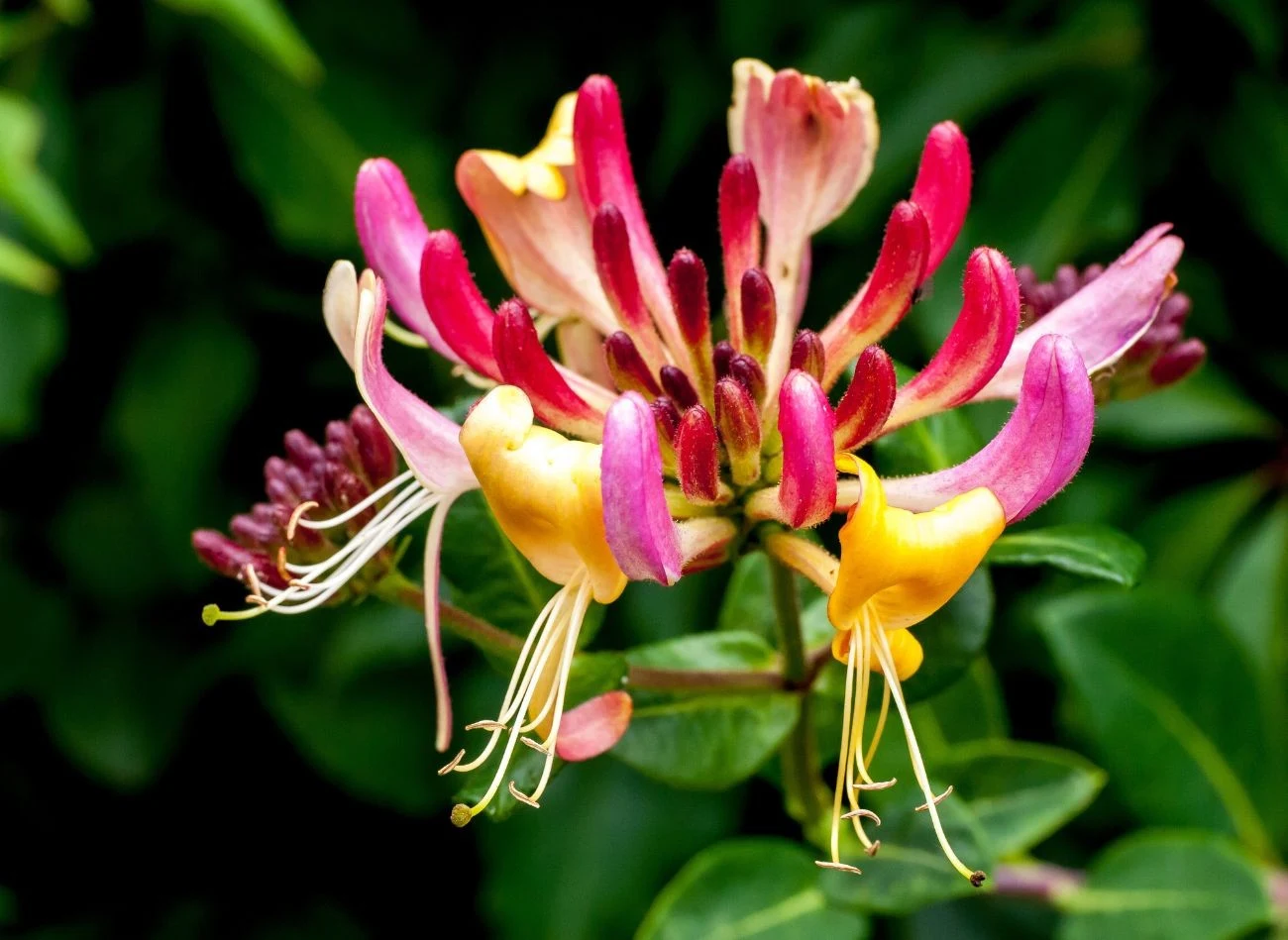 Największą ozdobą wisiokrzewu są jego oryginalne kwiaty.