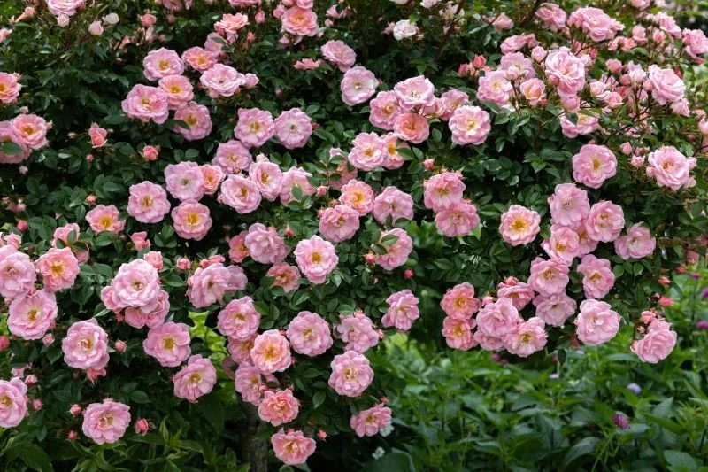 Dzięki właściwej pielęgnacji róże mogą kwitnąć dłużej