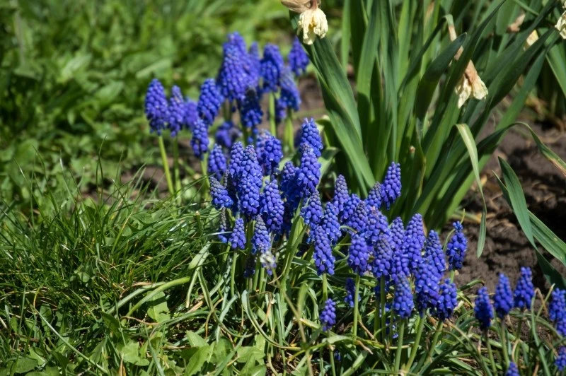 Szafirki nawozimy wiosną i jesienią