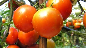 Co zrobić, żeby przyspieszyć dojrzewanie pomidorów. Zastosuj nietypową technikę ogrodników.