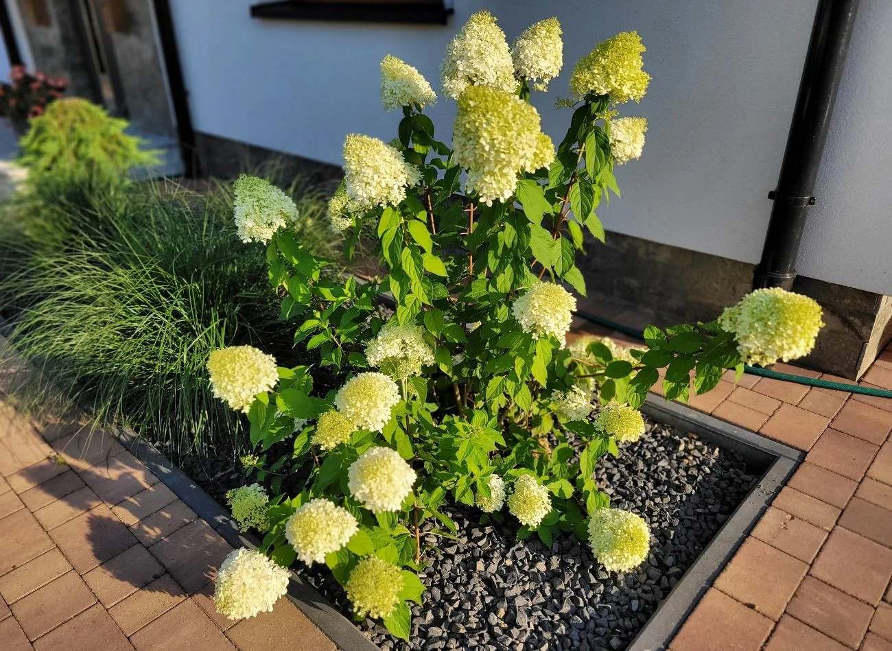 Gdzie najlepiej posadzić hortensję